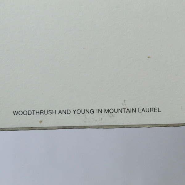 Woodthrush and Young in Mountain Laurel Lithograph by Jill Fogelsong 1981