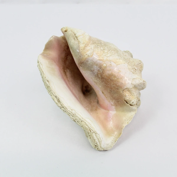Layered Conch Seashell 7.5" White with Pink Interior Coastal Decor Pre-owned