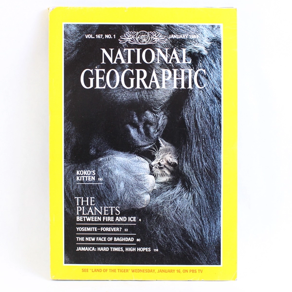 Vintage National Geographic Magazine January 1985 Features Koko's Kitten