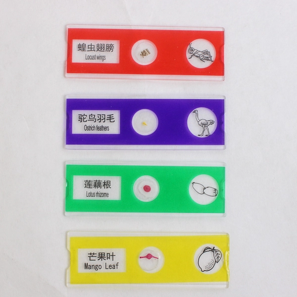 Set of 12 Student Biological Specimen Slides Plants and Animals