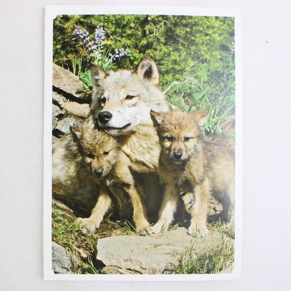 Salvador Kitti Nylon Zippered Wristlet Wallet Wolves Plus Bonus Photo Cards