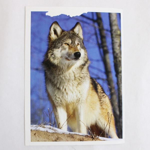 Salvador Kitti Nylon Zippered Wristlet Wallet Wolves Plus Bonus Photo Cards