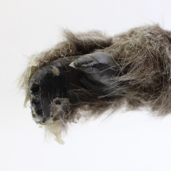 Handmade Muttcrackers Dog Nutcracker Signed and Dated