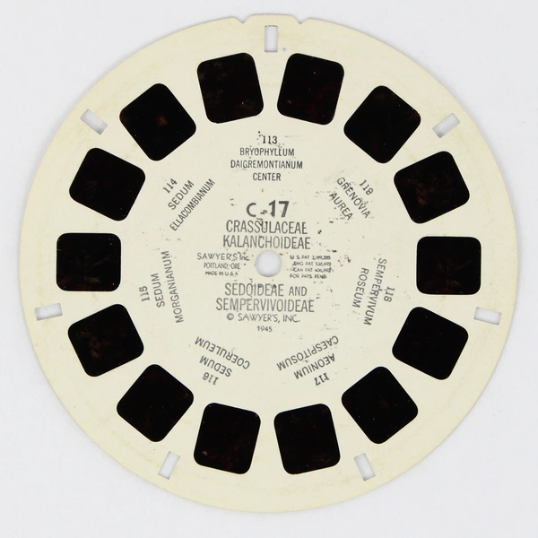 View-Master Reel Crassulaceae Kalanchoideae Sedoideae & Sempervivoideae C17