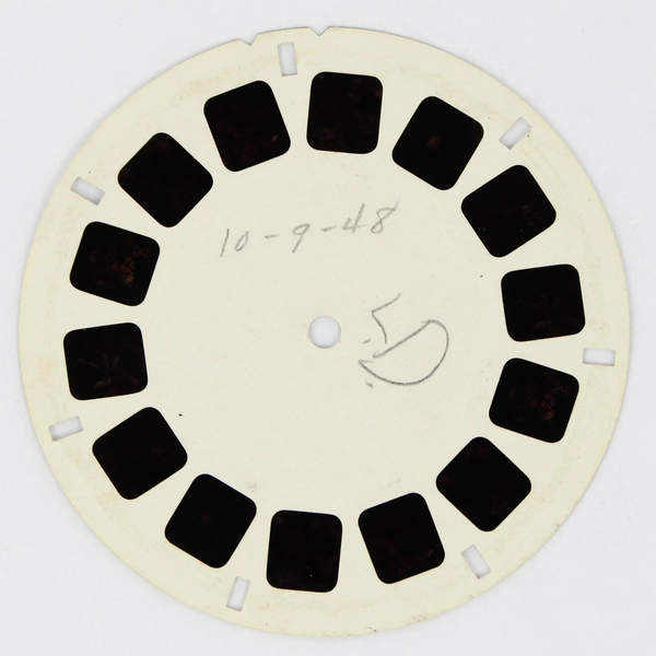 View-Master Reel Crassulaceae Kalanchoideae Sedoideae & Sempervivoideae C17