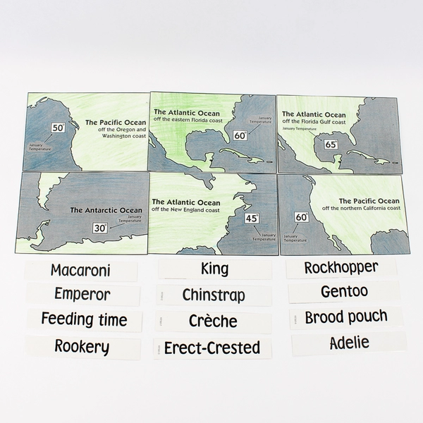 Set of 36 Laminated Penguin Marine Biology Study Cards