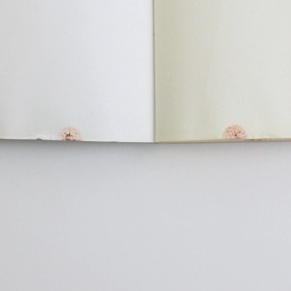 Dying To Be Happy: Discovering the Truth About Life Chris Stepien 2016 SC