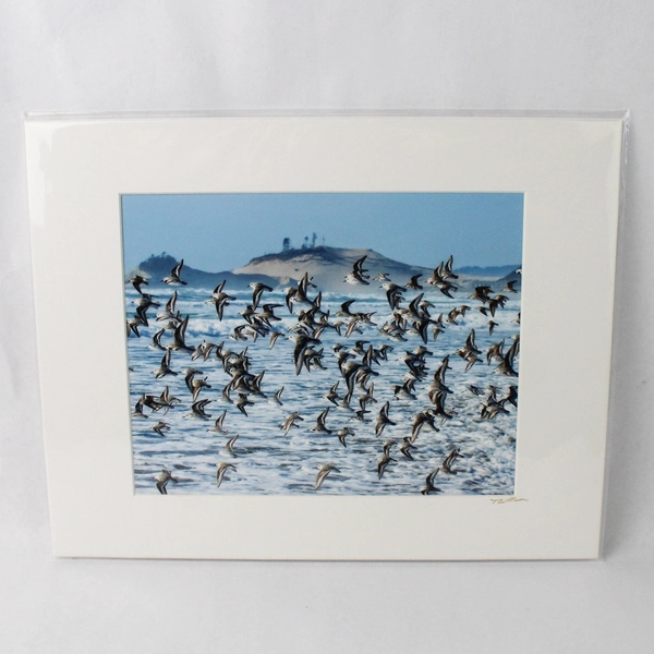 Sanderling Fly By Signed Photograph Print by Tim Moore Oregon Wildlife