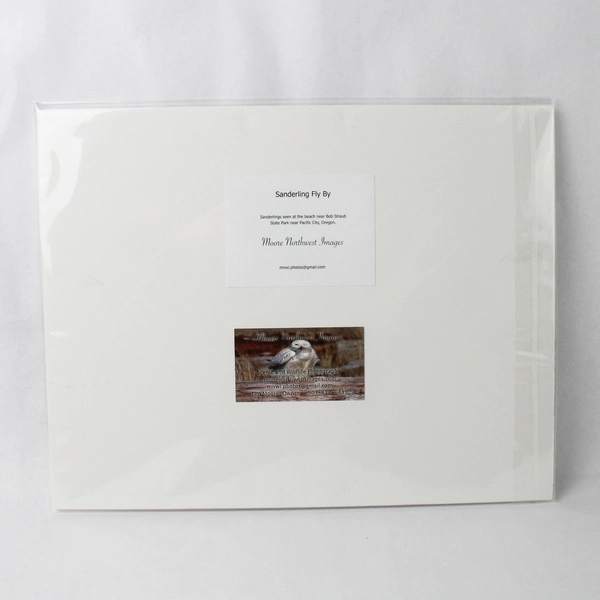 Sanderling Fly By Signed Photograph Print by Tim Moore Oregon Wildlife