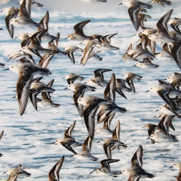 Sanderling Fly By Signed Photograph Print by Tim Moore Oregon Wildlife