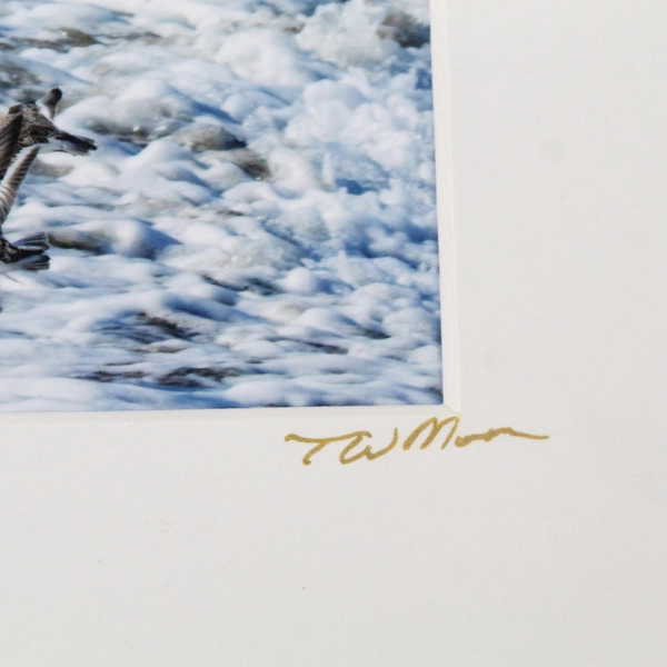 Sanderling Fly By Signed Photograph Print by Tim Moore Oregon Wildlife