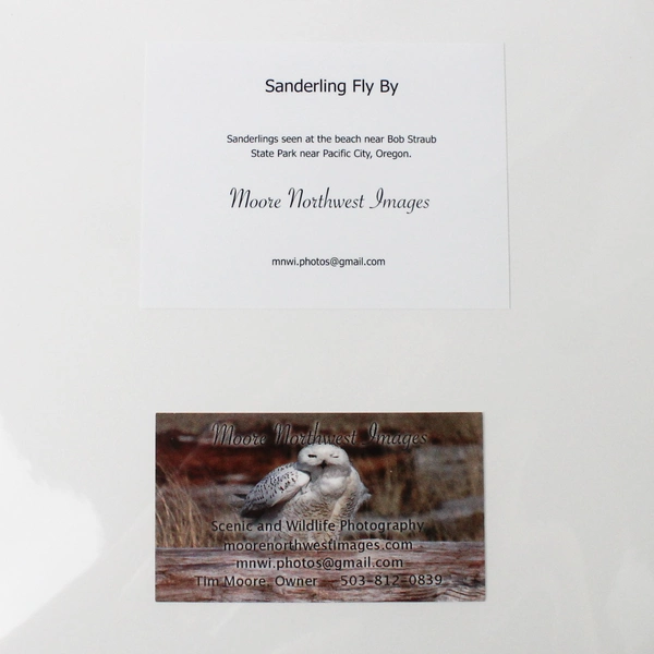 Sanderling Fly By Signed Photograph Print by Tim Moore Oregon Wildlife