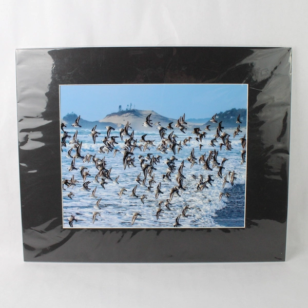 Sanderling Fly By Signed Photograph Print by Tim Moore Wildlife Image