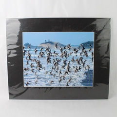 Sanderling Fly By Signed Photograph Print by Tim Moore Wildlife Image