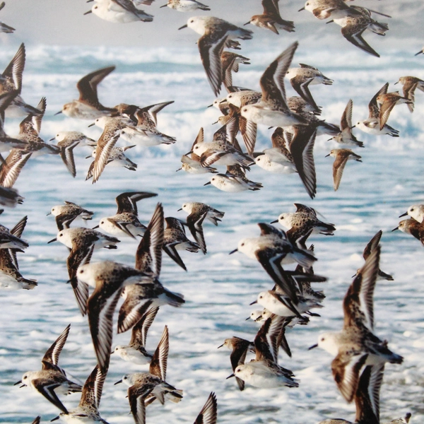 Sanderling Fly By Signed Photograph Print by Tim Moore Wildlife Image