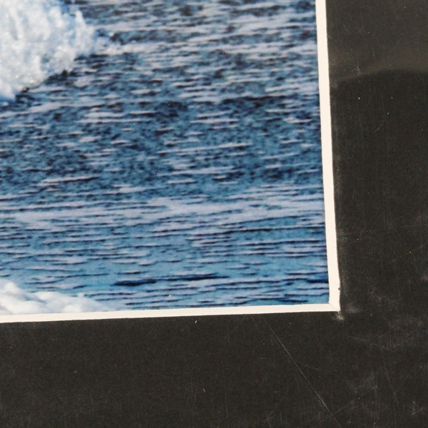 Sanderling Fly By Signed Photograph Print by Tim Moore Wildlife Image