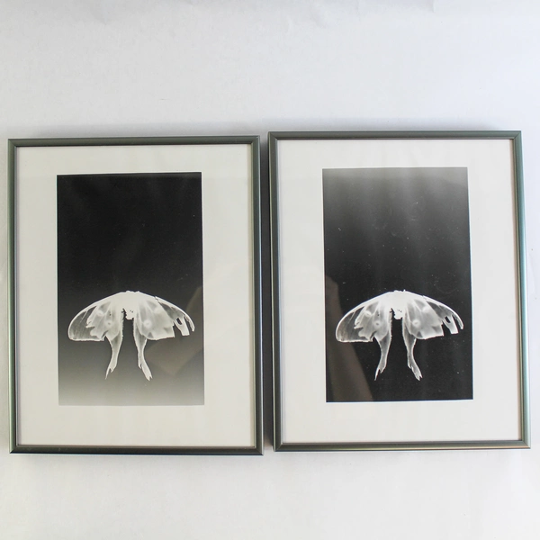 Set of 2 Framed Black White Luna Moth Prints 8x10 Inch Wall Decor