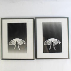 Set of 2 Framed Black White Luna Moth Prints 8x10 Inch Wall Decor