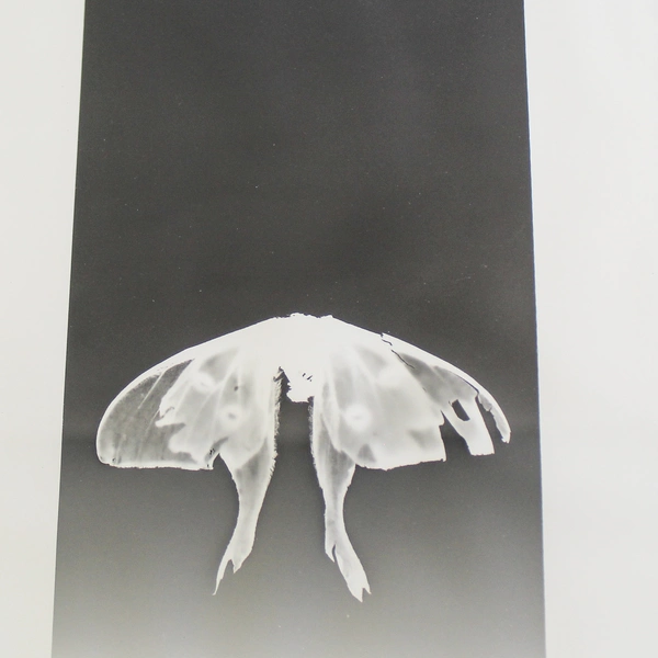 Set of 2 Framed Black White Luna Moth Prints 8x10 Inch Wall Decor