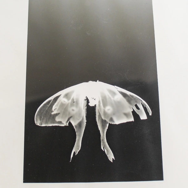 Set of 2 Framed Black White Luna Moth Prints 8x10 Inch Wall Decor