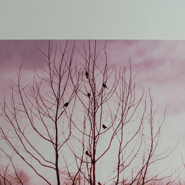 Vintage Matted Photograph Birds in Tree Pink Sky Nature Art 14"x11"