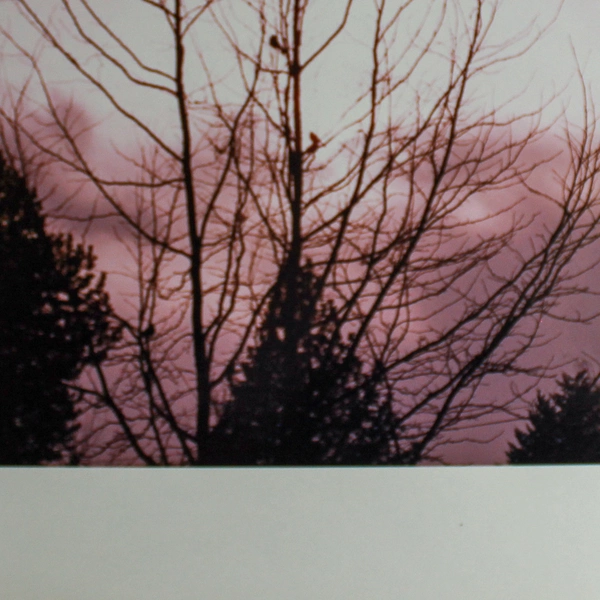 Vintage Matted Photograph Birds in Tree Pink Sky Nature Art 14"x11"