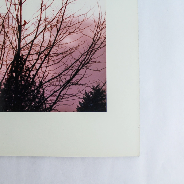 Vintage Matted Photograph Birds in Tree Pink Sky Nature Art 14"x11"