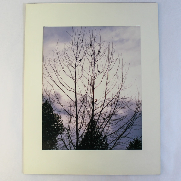 Vintage Matted Original Photograph Birds in Tree Purple Sky 14"x11" Collectible