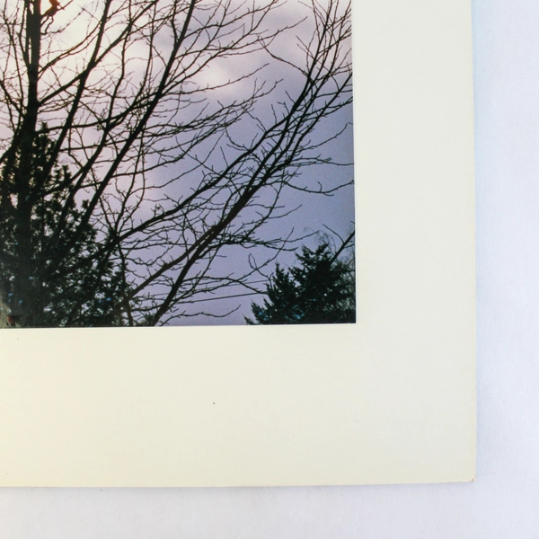 Vintage Matted Original Photograph Birds in Tree Purple Sky 14"x11" Collectible