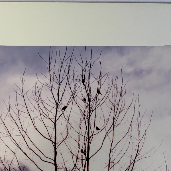 Vintage Matted Original Photograph Birds in Tree Purple Sky 14"x11" Collectible