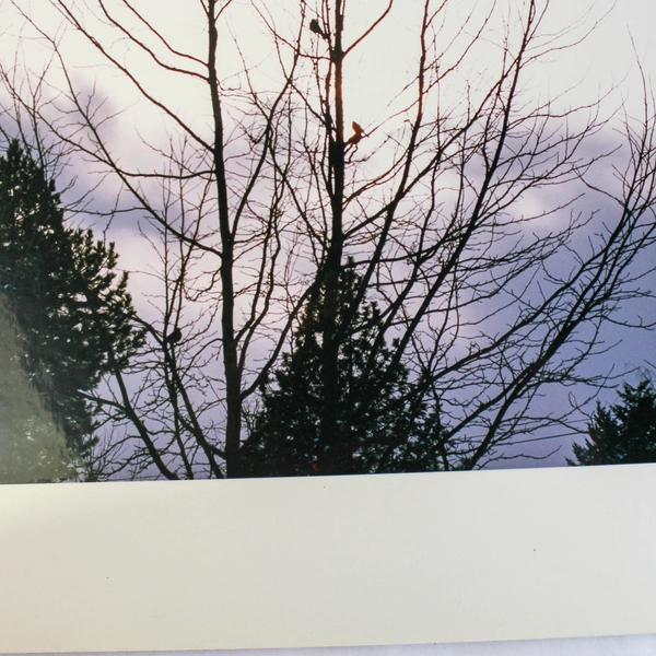 Vintage Matted Original Photograph Birds in Tree Purple Sky 14"x11" Collectible