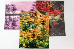 Lot of 3 Original 11x14 Nature Photographs Landscapes Trees Pond Autumn Colors