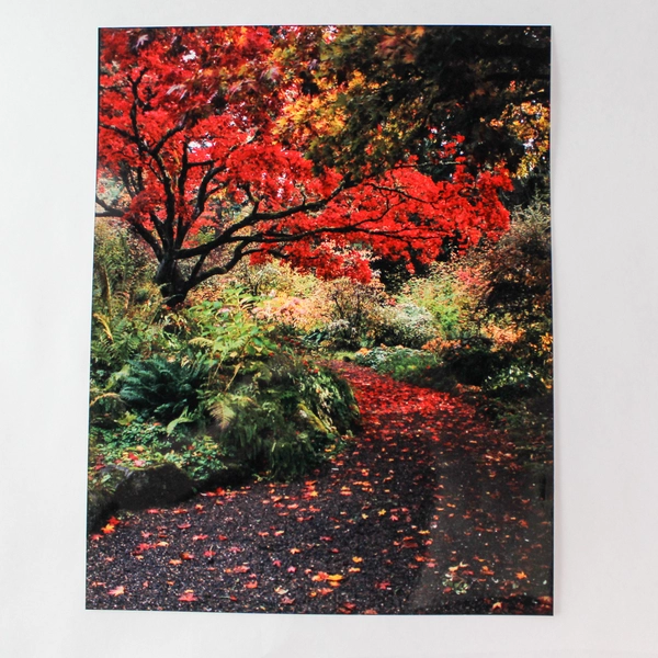 Lot of 3 Original 11x14 Nature Photographs Landscapes Trees Pond Autumn Colors