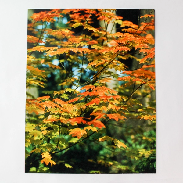 Lot of 3 Original 11x14 Nature Photographs Landscapes Trees Pond Autumn Colors