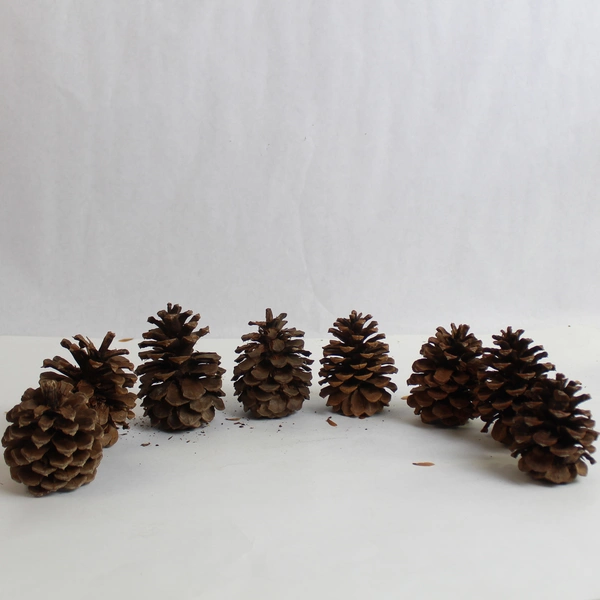 Lot of 20 Real Pine Cones Various Sizes for DIY Holiday Crafts Decor