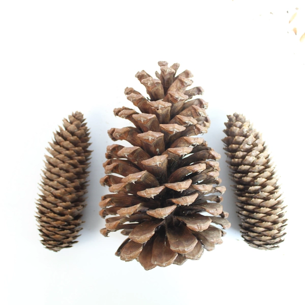 Lot of 20 Real Pine Cones Various Sizes for DIY Holiday Crafts Decor