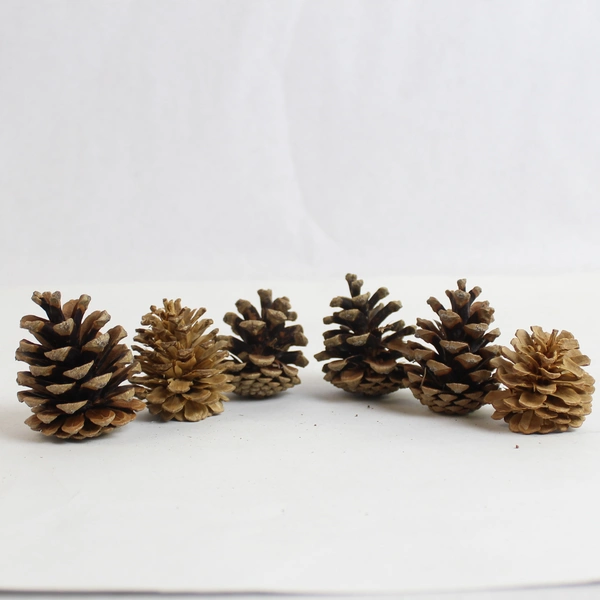 Lot of 20 Real Pine Cones Various Sizes for DIY Holiday Crafts Decor