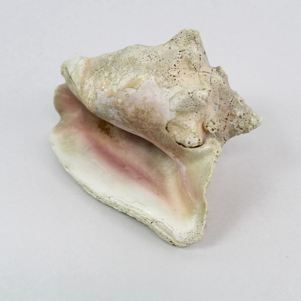 Layered Conch Seashell 7.5" White with Pink Interior Coastal Decor Pre-owned