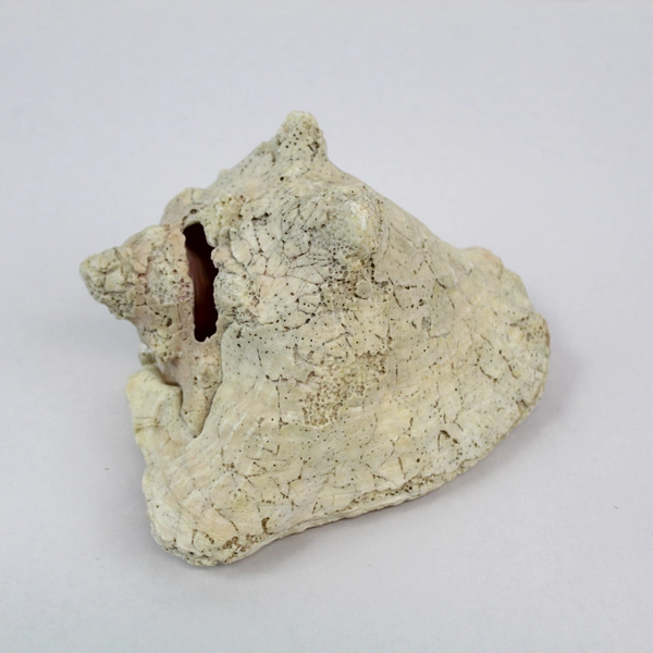 Layered Conch Seashell 7.5" White with Pink Interior Coastal Decor Pre-owned