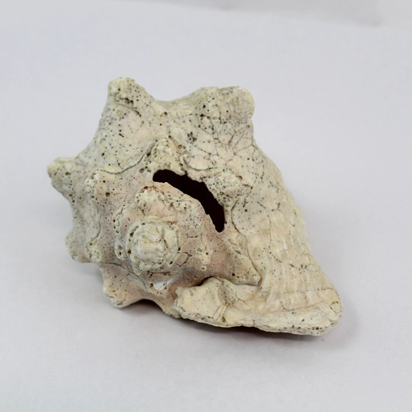 Layered Conch Seashell 7.5" White with Pink Interior Coastal Decor Pre-owned