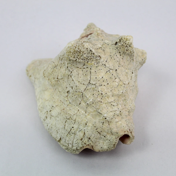 Layered Conch Seashell 7.5" White with Pink Interior Coastal Decor Pre-owned