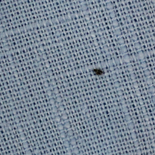 Pre-Owned Baby Blue Oblong Tablecloth 60"x80" - Elegant Dining Decor