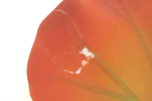 Partylite Whispering Leaf 3 Wick Ceramic Candle Holder P7593 Large Autumn Orange