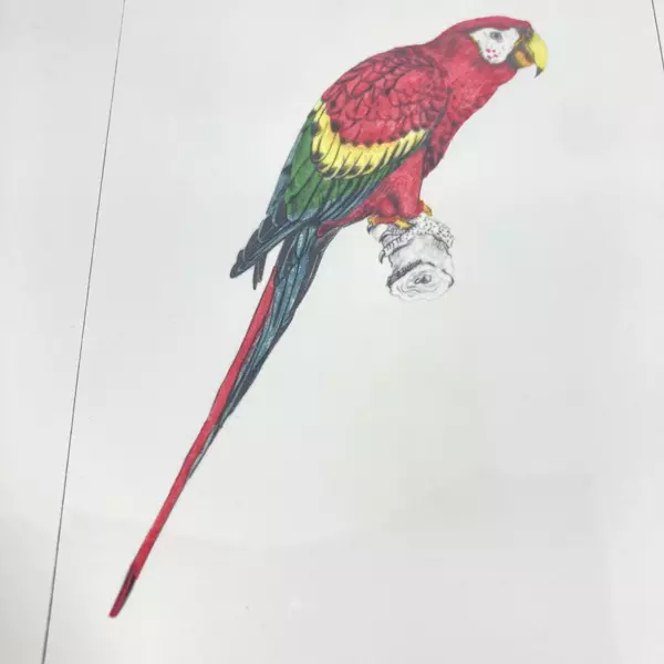 Framed And Matted Parrot Art Print Signed G. Zuniga 12 x 11 Inch