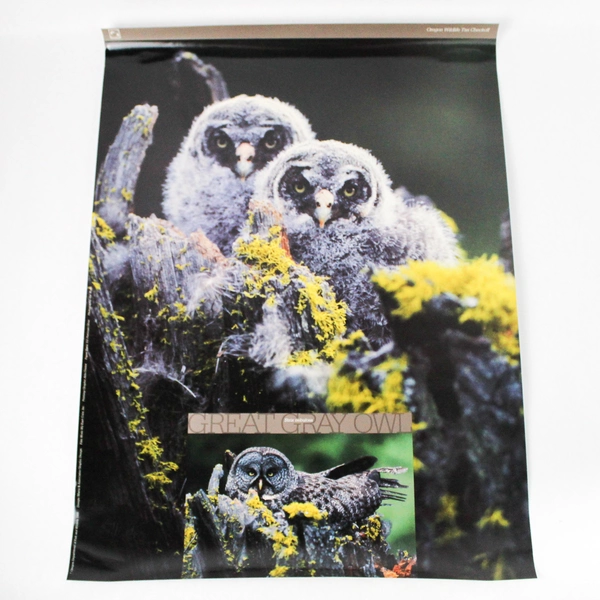 Great Gray Owl Glossy Poster Print 16 x 22 Inch
