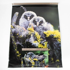 Great Gray Owl Glossy Poster Print 16 x 22 Inch