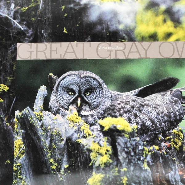 Great Gray Owl Glossy Poster Print 16 x 22 Inch