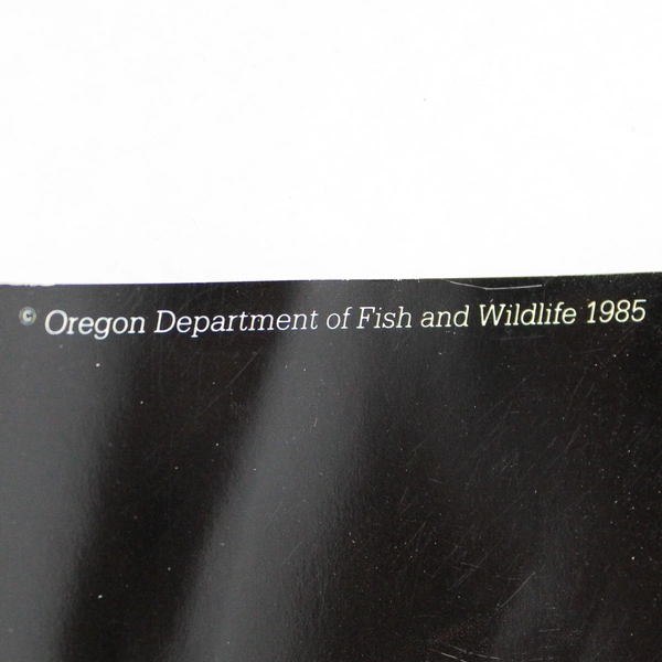 Great Gray Owl Glossy Poster Print 16 x 22 Inch