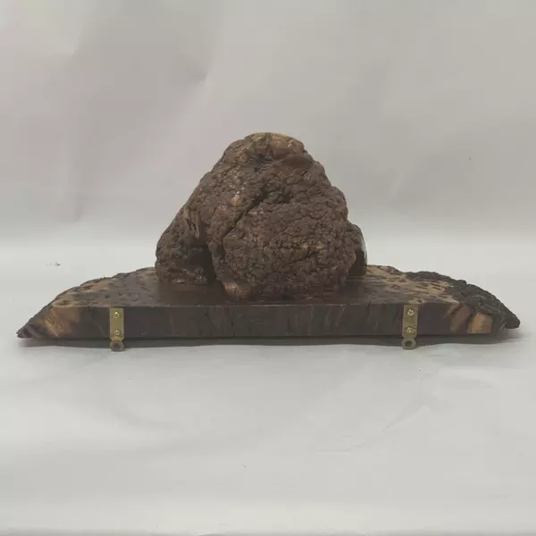 Large Burlwood Slab With Burl Shelf Or Wall Hanging 10x23x11 Wooden Decor
