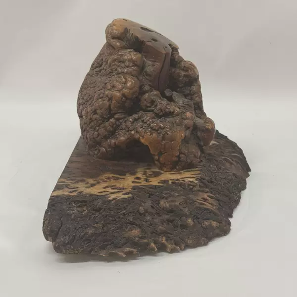 Large Burlwood Slab With Burl Shelf Or Wall Hanging 10x23x11 Wooden Decor